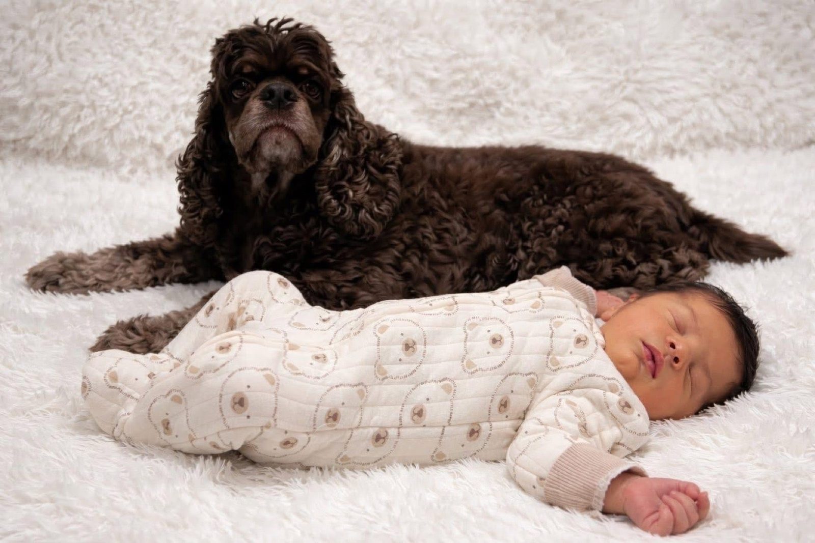 Charlie resting beside Daniel the Spaniel